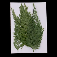 12x прессованный высушенный цветок папоротник листья Сделай Сам искусство ремесла Скрапбукинг закладки искусственные украшения