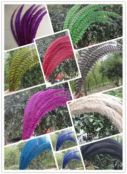 

Free Shipping 80-90cm 36pcs ringneck pheasant feather Green Lady Amherst pheasant zebra tails 30-35 inches
