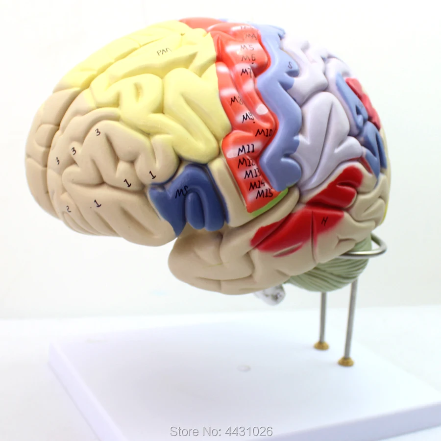 Brain model