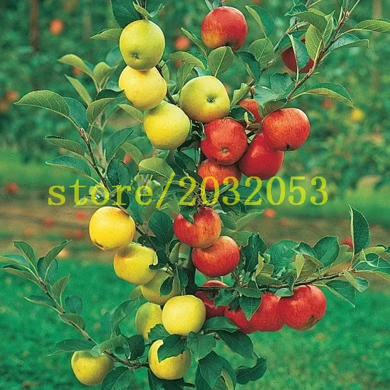 100 apple tree seeds Dwarf bonsai apple tree MINI fruit seeds for home garden planting