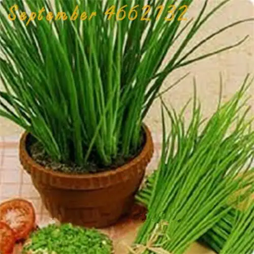 

selling 100pcs Large - leaved Chinese chive continuous harvest Warming liver and kidney potted vegetable bonsai Free shipping