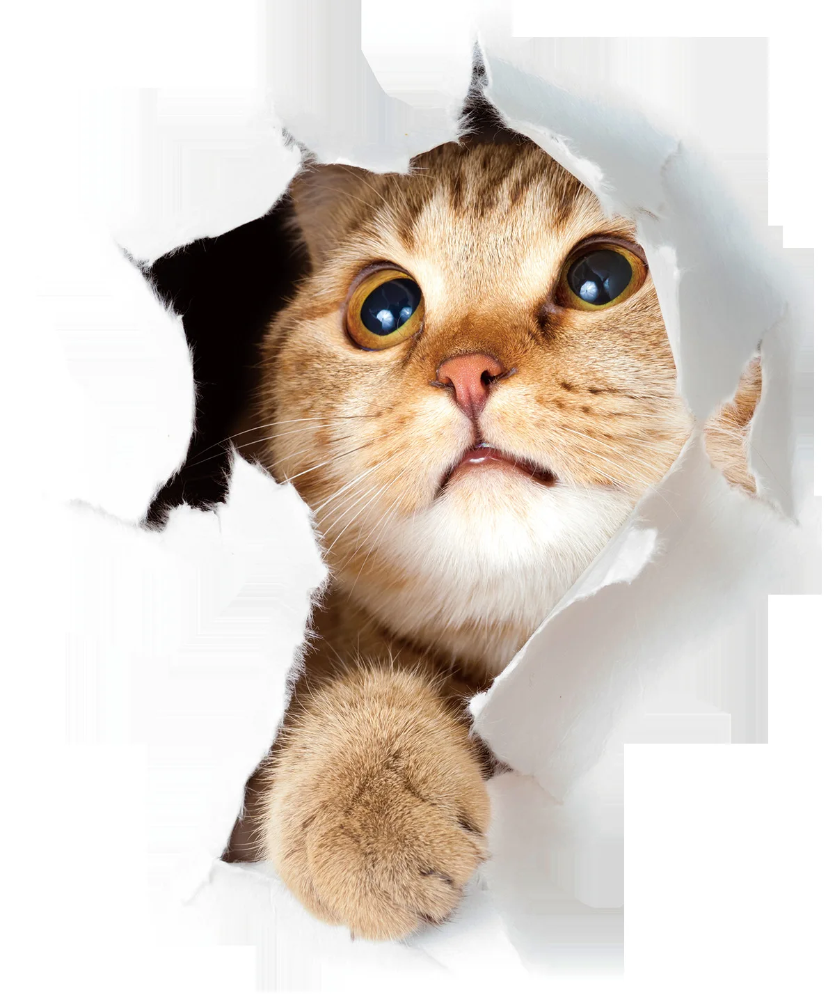 

Cat Vivid 3D Smashed Switch Wall Sticker Bathroom Toilet Kicthen Decorative Decals Funny Animals Decor Poster PVC Mural Art