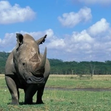 White Rhinoceros Feeding  Lake Nakuru National Park  Kenya Poster Print by Paul Souders (36 x 24)