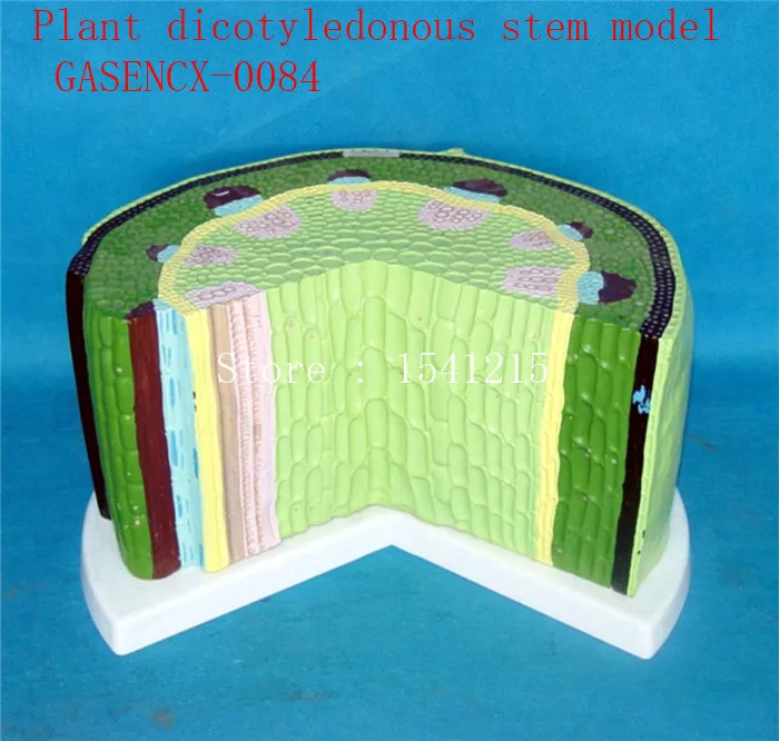 

Plant tissue Plant anatomical model Biological teaching model Plant specimens Plant dicotyledonous stem model - GASENCX-0084
