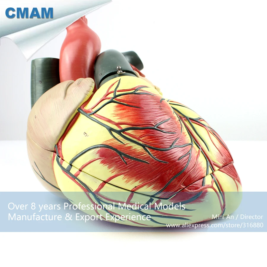 12485 cmam heart09 numbered human heart anatomy w 3 parts movable heart parts