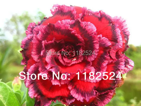 20 SEEDS Fresh Rare Sawan7 Adenium Obesum Seeds Bonsai Desert Rose Flower Plant Seeds