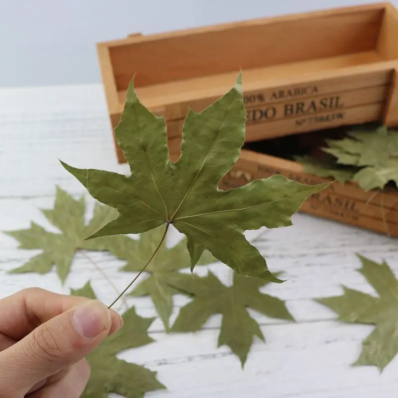

10Pcs/Set Natural Maple Leaf Autumn Fall Foliage Red Green Bookmark Dry Leaves for Photography Props Photo Studio Accessories