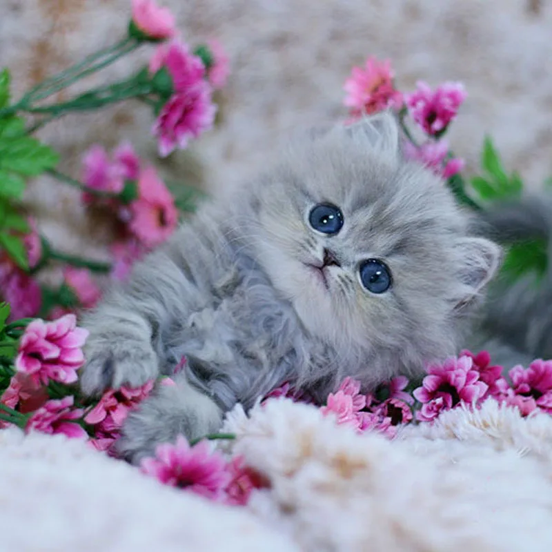Очень Красивые Котята Фото