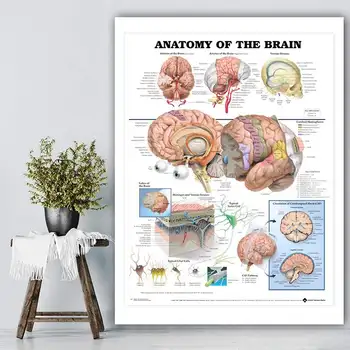 

Human Anatomy of the Brain System Poster Anatomical Chart Human Body Medical Art Wall Poster Silk Print for Education home Decor