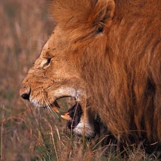 Male Lion  Masai Mara  Kenya Poster Print by Dee Ann Pederson (11 x 17)