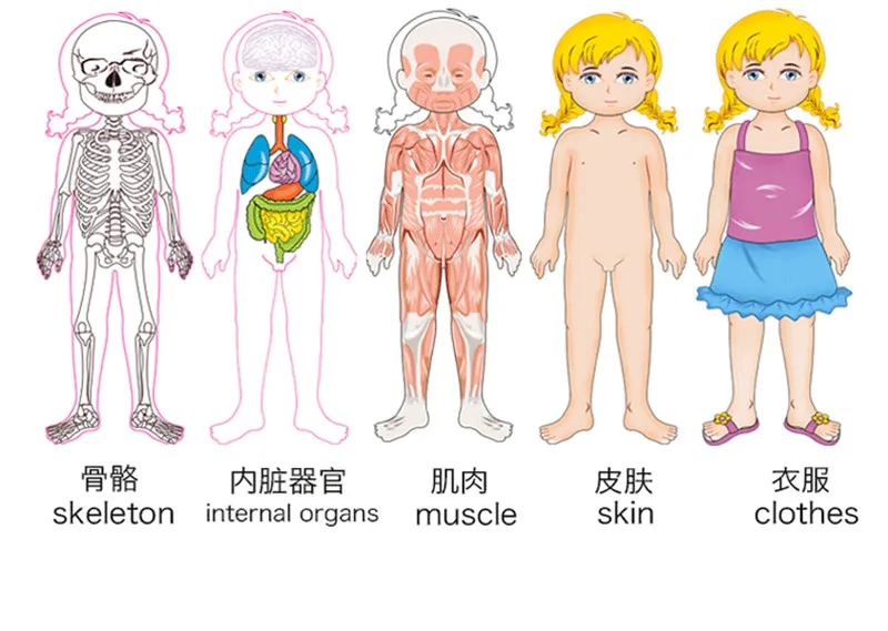 Multi-Слои Деревянный человеческого тела Пазлы Структура игрушки Дети раннего обучения Обучающие тела познания Детские игрушки Пазлы