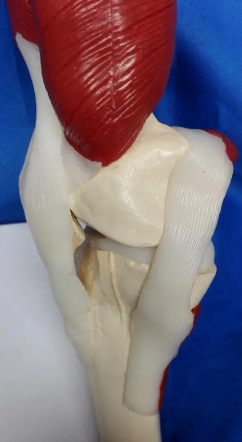 Человека колена облегающая модель bone модель скелета Бесплатная доставка