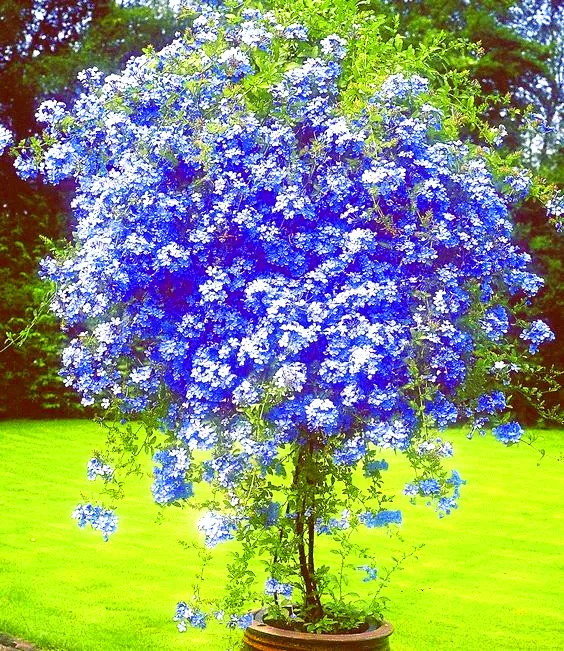 High quality 100 pcs bag font b Plumbago b font seeds blue font b Plumbago b