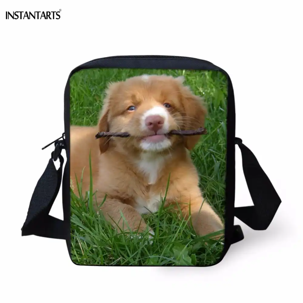 mini duck tolling retriever
