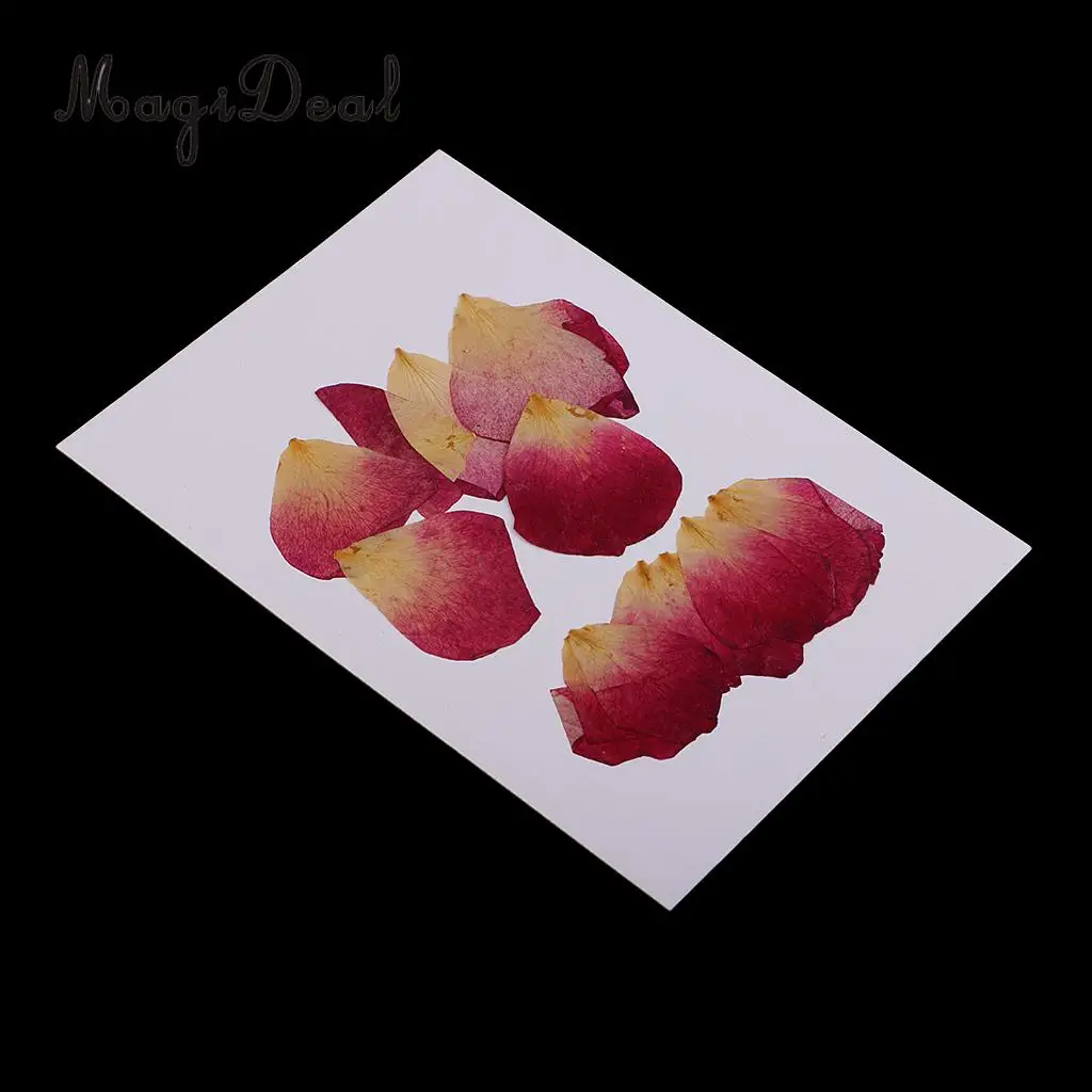 10 / 20Pcs Beautiful Real Pressed Rose Petal Babysbreath Flowers Dried Flowers for Art Craft Scrapbooking DIY Resin Jewelry
