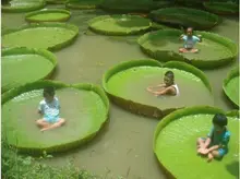 Виктория Amazonica гигантский водяная лилия семян, профессиональная упаковка, 6 Seeds / pack, редко гигант лотос водных растений