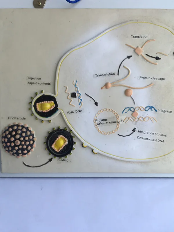 Анатомическая модель репродукции жизни ВИЧ биомедицинское учебное и экспериментальное оборудование