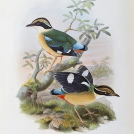 Bengal Pitta John Gould (1804-1881 British) Poster Print (18 x 24)