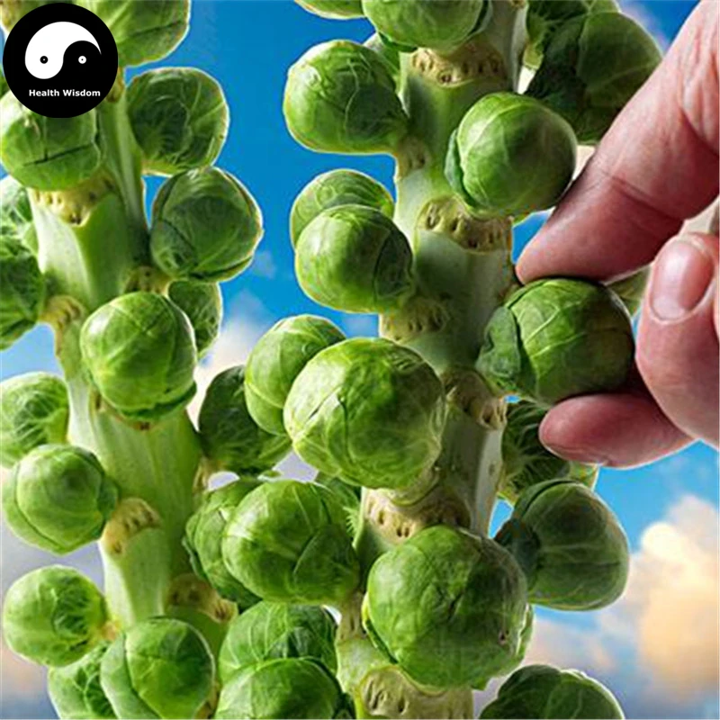 Купить Spore Brassica Oleracea овощи Semente 400 шт. листьев растений Овощной Капуста