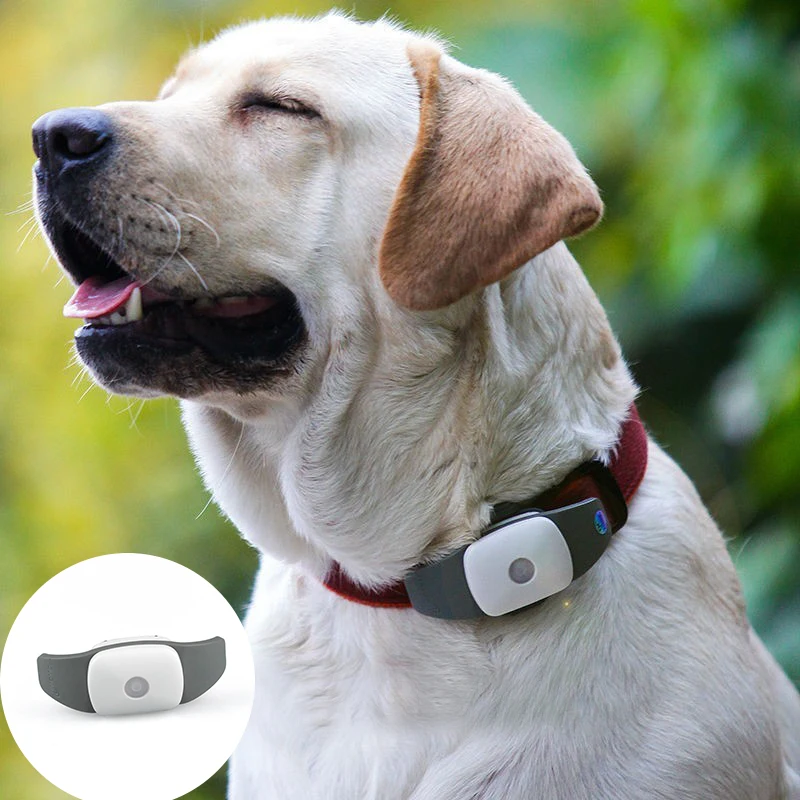 Huisdier GPS Tracker Kat Locator Gratis APP GPS Tracking Followit