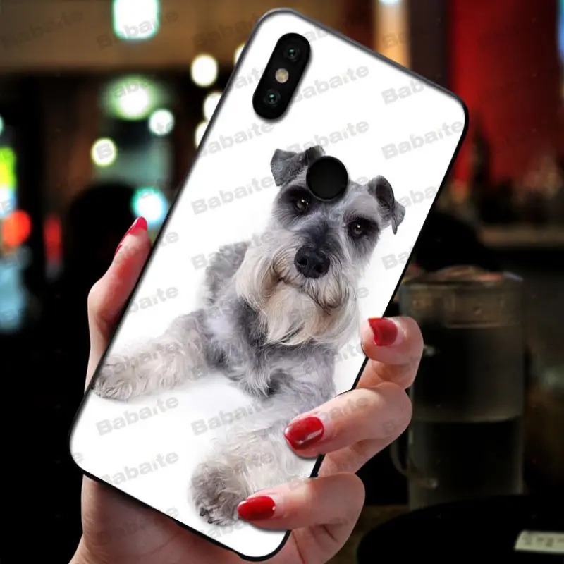 Miniature schnauzer puppy dog