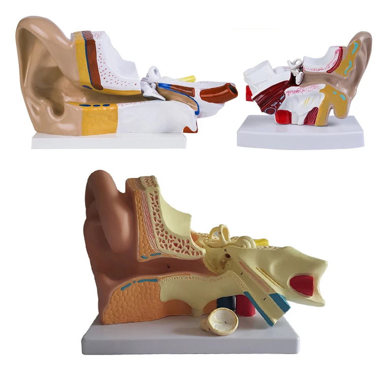 

19004 Human Ear Anatomical Models