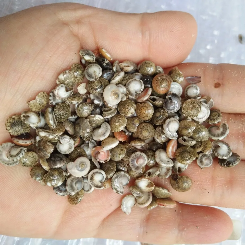 

HappyKiss 200pcs/Lot Small Miscellaneous BOTTLE Conch Natural Craft Sea shell Aquarium Fish Tank Landscape Home Decor DIY