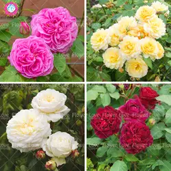 100 шт. двойной лепесток Европейский Роза бонсай цветок многолетних садовые растения для дома и сада цветения посадки