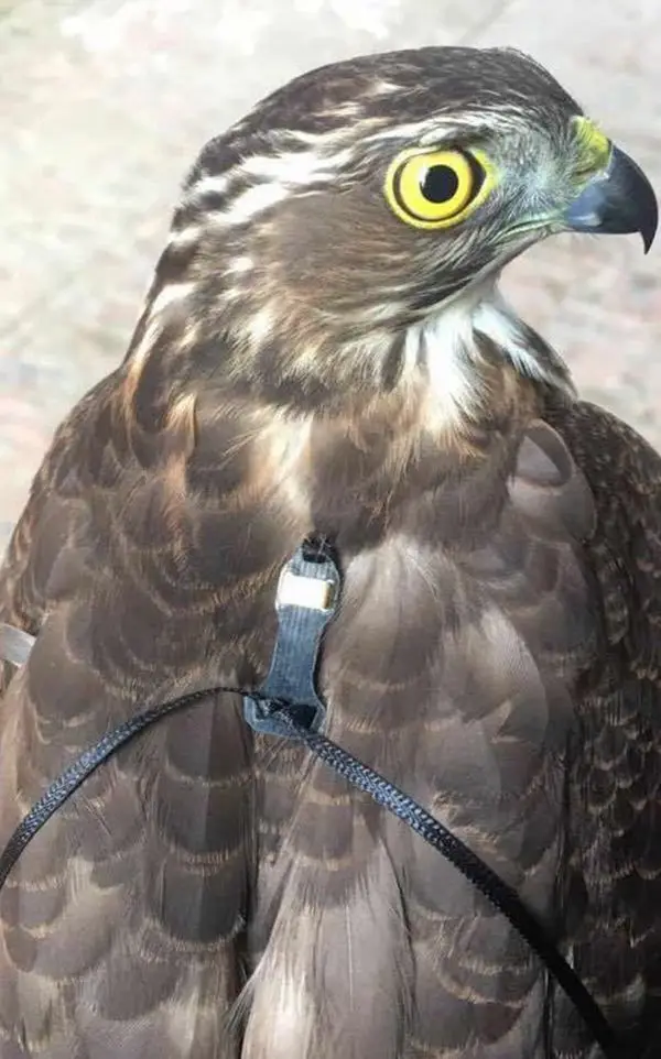 Marshall Trackpack Falconet доска eurasia Falconry Bell маленький колокольчик трекер сосновая гайка