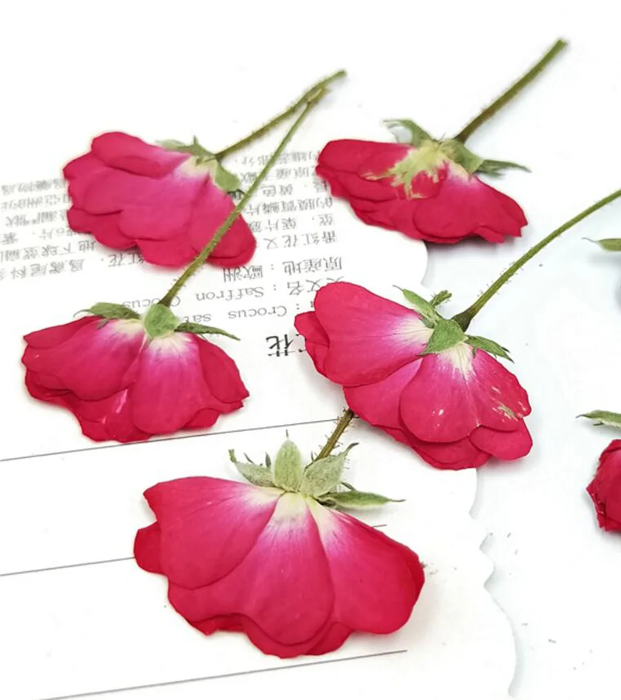 

250pcs Side Pressed Dried 4-7cm Red Rose Flower Plant Herbarium For Jewelry Postcard Invitation Card Phone Case Bookmark DIY