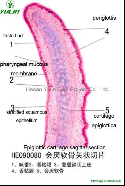 histological slides,epiglottic cartilage sagittal section-in