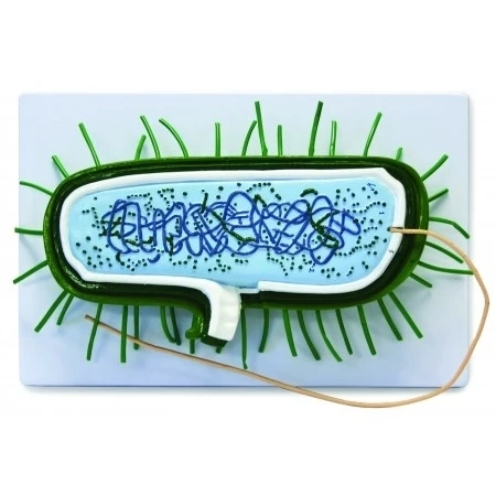 Vision Scientific VAA504 Bacterial Model 14 x 9.4 x 3 in. (1)