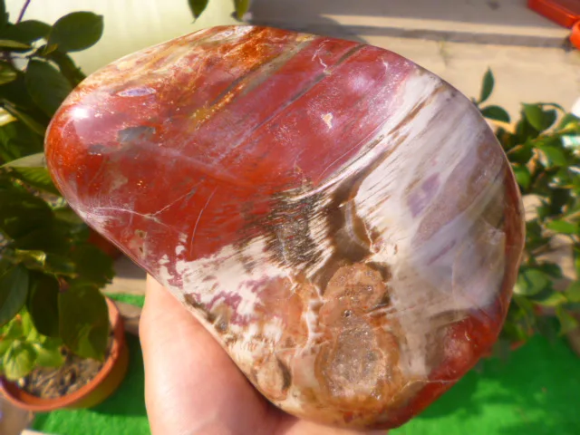 Special Price 2164g(4.76 lb) Natural Petrified Wood Fossil Rock Polished Madagascar DRD009