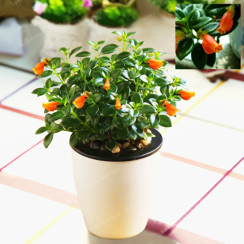 

50 Pcs/Bag Goldfish Chlorophytum Bonsai Orchid Bonsai Indoor Air Purification Absorb Formaldehyde Plant