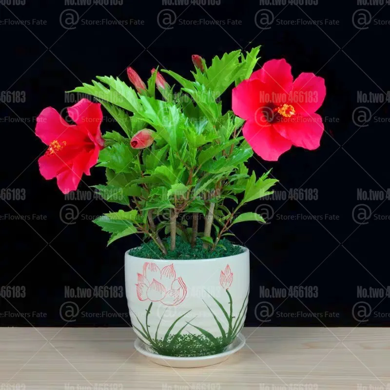 

100Pcs Gaint Hibiscus Bonsai Plants Hibiscus mutabilis Flower Bonsai indoor flowering potted plant flowers for home garden