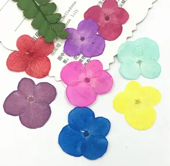 

250pcs Pressed Dried Hydrangea Macrophylla Flower Plant Herbarium For Jewelry Postcard Invitation Card Phone Case Bookmark DIY