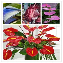 24kinds Rare African anthurium seed, anthurium andraeanu seeds, indoor potted flowers Anthurium plant 100 particles / bag