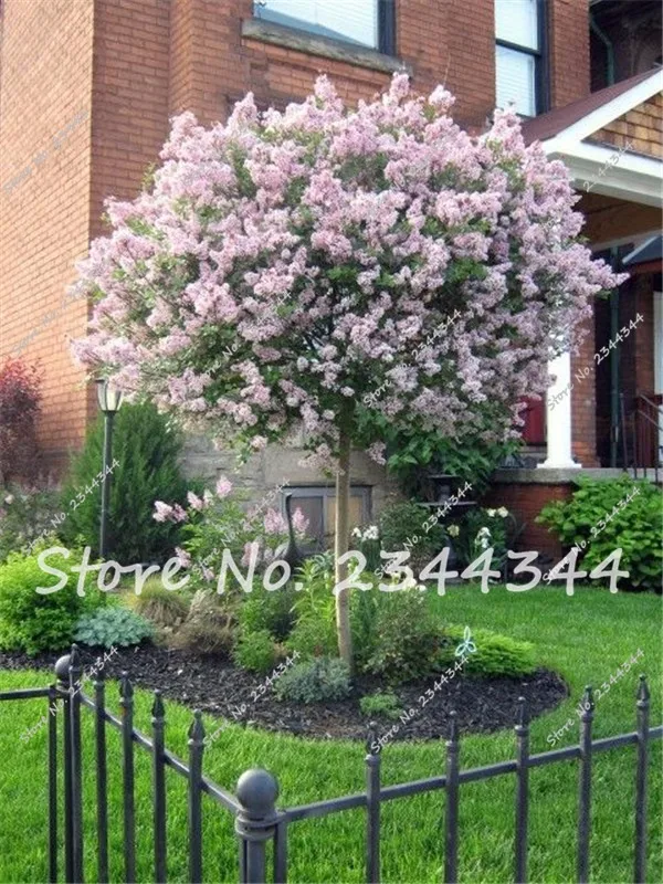 Buy 100 Pcs Japanese Lilac Seeds Free Shipping