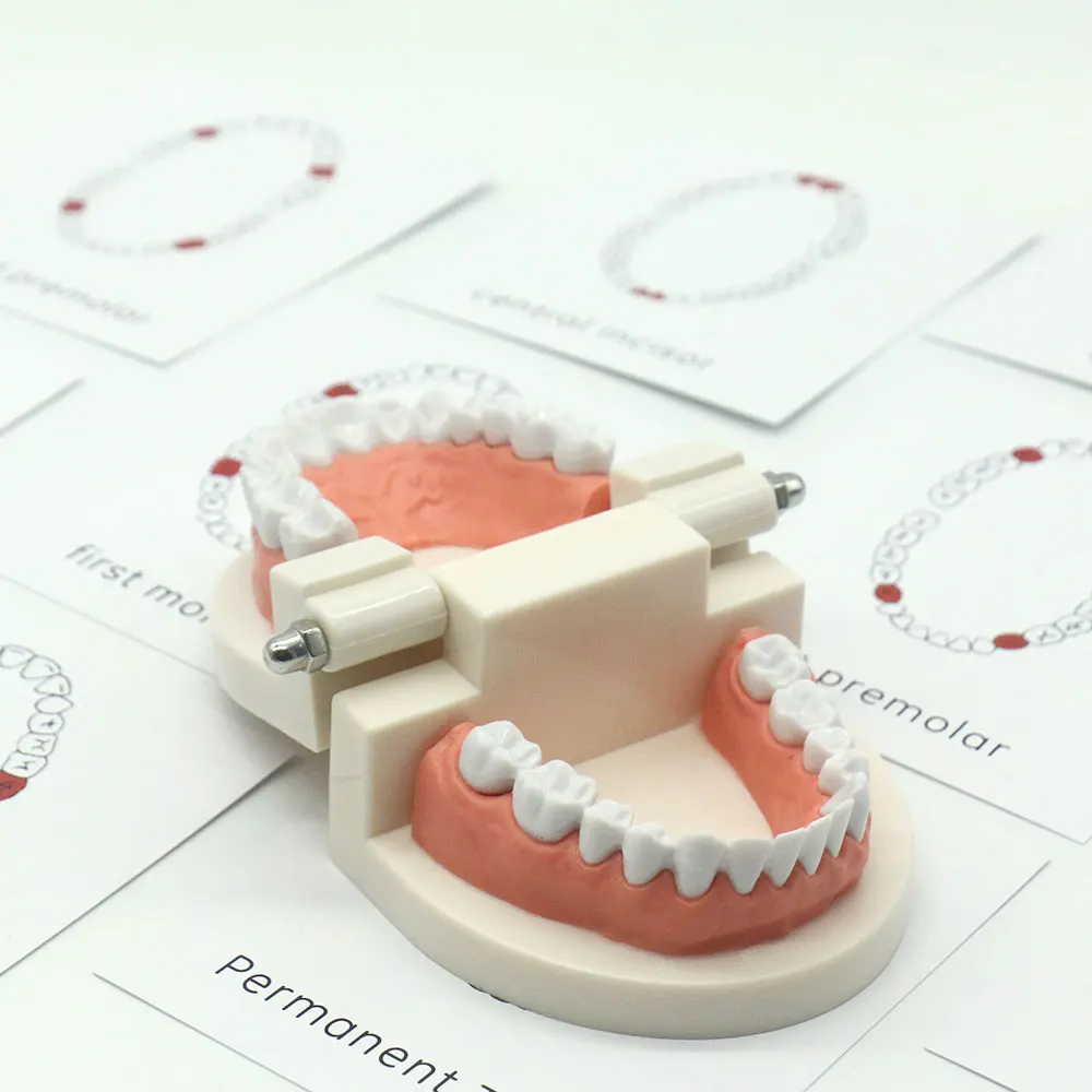 new-teeth-4