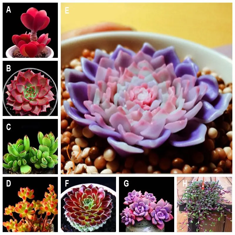 

100PCS Beauty Succulents Seeds Easy To Grow Mini Potted Flower Seeds bonsai Seeds for Home Garden Plant