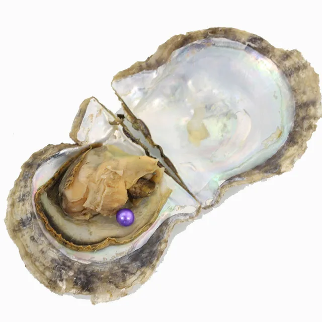 Akoya Saltwater Pearl Oysters Bulk 20pcs Amazing Bright Colored Round