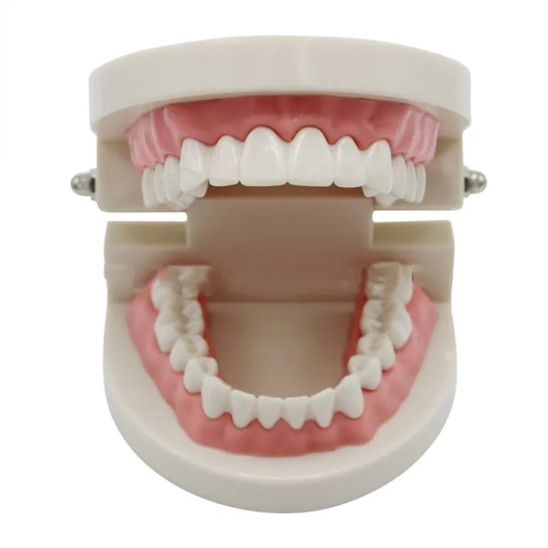

3 pcs Dental model Teeth Model Jaw Standard Demonstration Denture Teaching Model kindergarten brushing teaching denture model