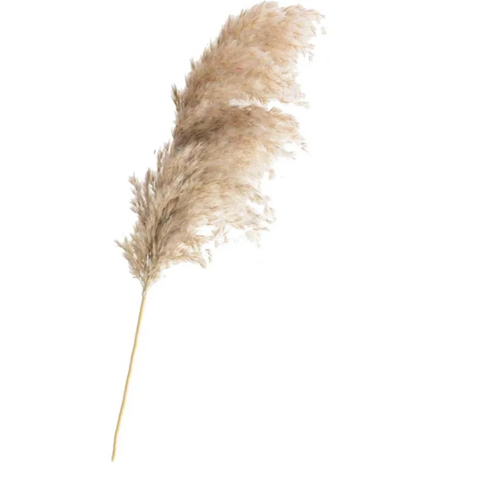 Vente 20 pièces plantes séchées pampas herbe naturel phragmites communis mariage fleur bouquet couleur crue