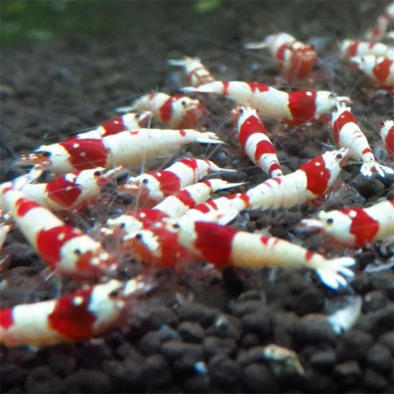 Kingccpet 40 г аквариумные креветки для кормления пчелы бенибачи красная пчела вишня