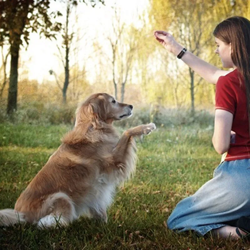 люди и животные. поцелуй с собакой. собака играет. любовь к животным.