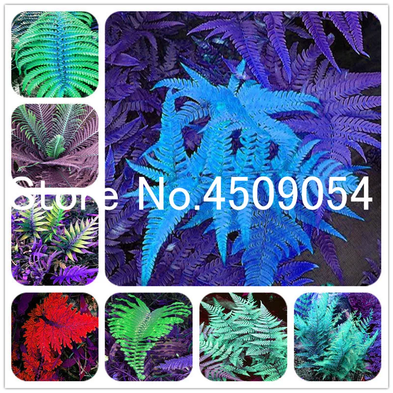 

Bonsai 100 Pcs Multi-Color Fern Bonsai vegetable Perennial Herb Seedsplants Outdoor Bonsais Pot Flowers For Home Garden decor