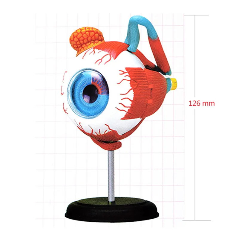4D анатомические человеческого глаза модель анатомии медицинская наука глазного яблока модель учебное человеческого глаза обучения аксессуар часть