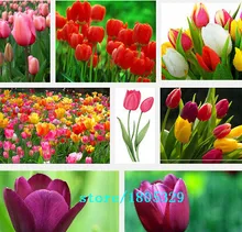 Hot Selling 100pcs Tulip Bulbs, Tulip Ball Seeds Bonsai Flower Pot Plant Ball Mix Colors DIY Home Garden Free Shipping