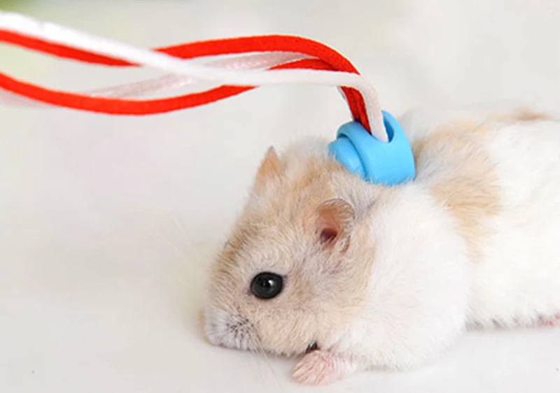 Small pet supplies