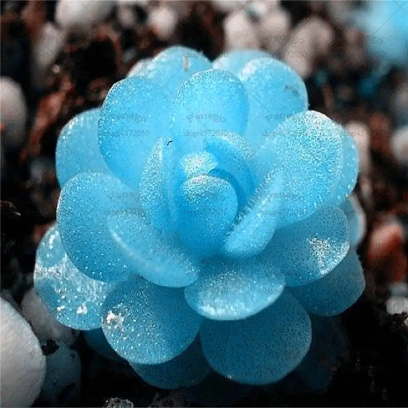 Bonsai 100pcs Rare Mix Lithops Living Stones Succulent Cactus Organic Garden Bulk Plants Potted Bonsai 100pcs Rare Mix Lithops Living Stones Succulent Cactus Organic Garden Bulk Plants Potted